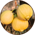 Rose Apple